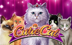 Cutie Cat
